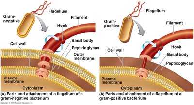 Bacterial run and tumble movement