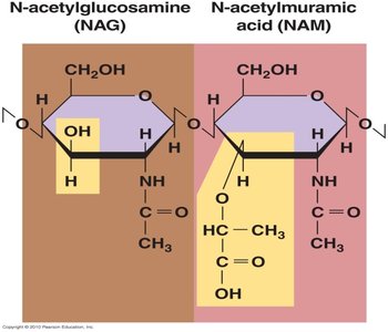 NAG and NAM structure