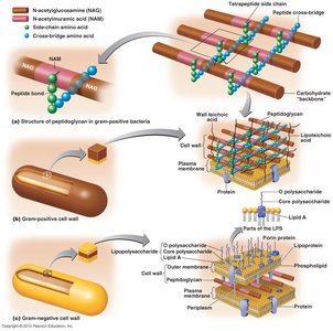 Peptidoglycan structure and Gram cell wall comparison
