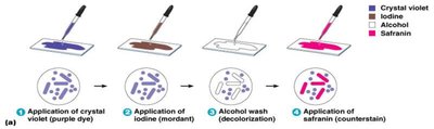 Gram stain steps