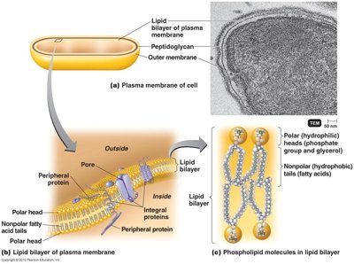 Structure of the plasma membrane
