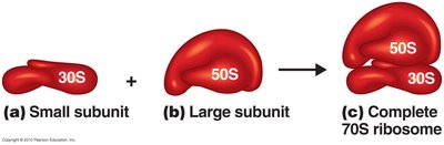 Prokaryotic ribosome structure