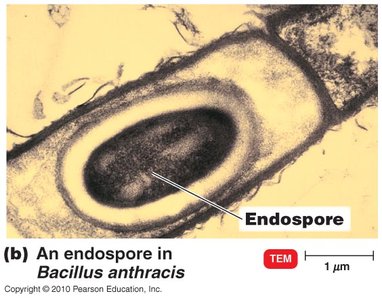 Endospore in Bacillus anthracis