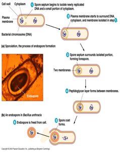 Sporulation process