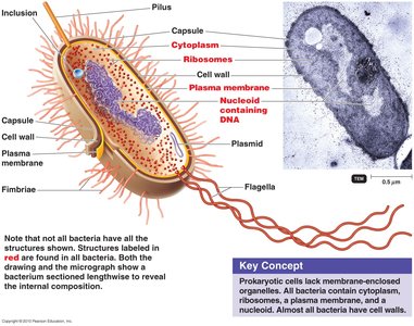 Labeled diagram of a prokaryotic cell