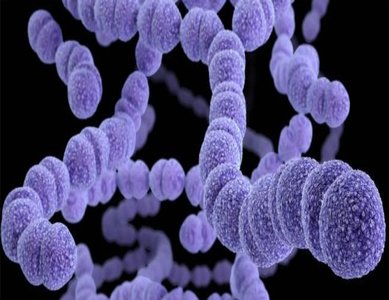 Coccus-shaped bacteria