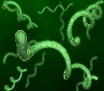 Spirillum-shaped bacteria