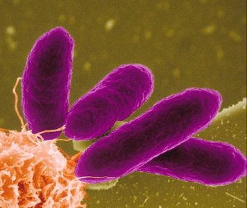Bacillus-shaped bacteria