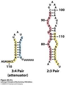 Alternative RNA secondary structures: attenuator and anti-terminator