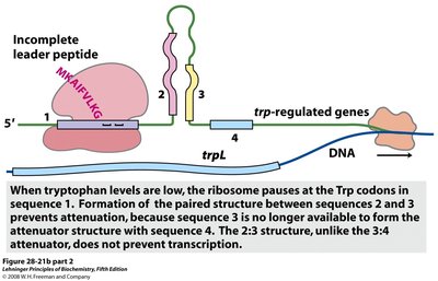 Mechanism of attenuation at the trp operon