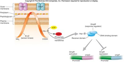 Two-component signal transduction system