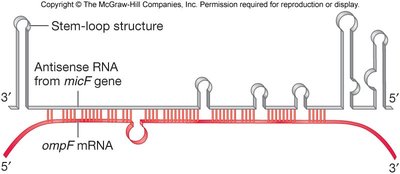 Antisense RNA regulation of ompF mRNA