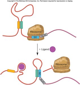Riboswitch regulation of translation
