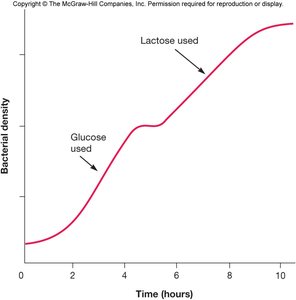 Diauxic growth curve showing sequential use of glucose and lactose