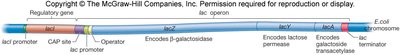 Structure of the lac operon