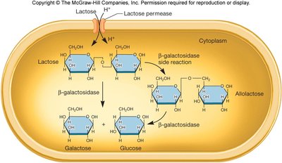 Lactose metabolism and allolactose formation