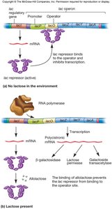 Negative regulation of the lac operon by LacI repressor