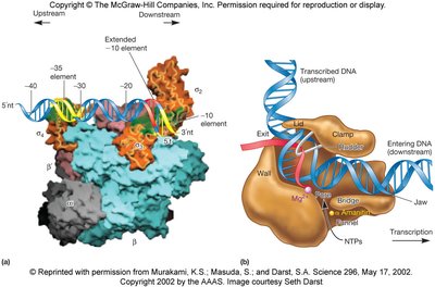 CAP-cAMP complex binding and lac operon activation