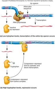 Negative regulation of the trp operon by TrpR repressor