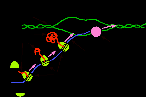 Coupling of transcription and translation in attenuation