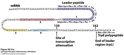 Leader peptide and attenuation site in trp operon mRNA
