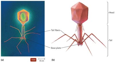 Bacteriophage T4 complex structure