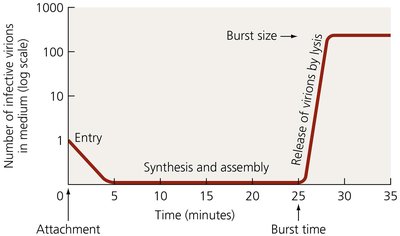 Pattern of virion abundance in lytic cycle