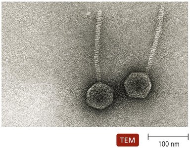 Bacteriophage lambda