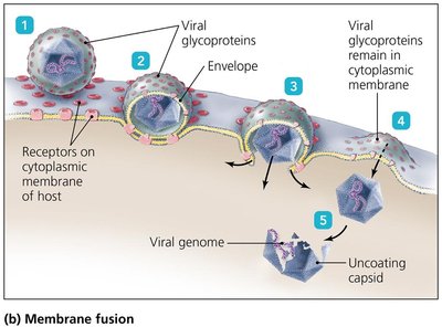 Membrane fusion mechanism