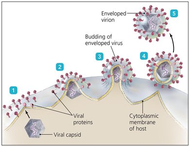 Budding process in enveloped viruses