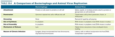 Table comparing bacteriophage and animal virus replication