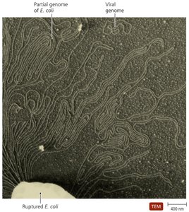 Relative sizes of viral and cellular genomes