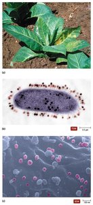 Examples of plant, bacterial, and human hosts of viral infections