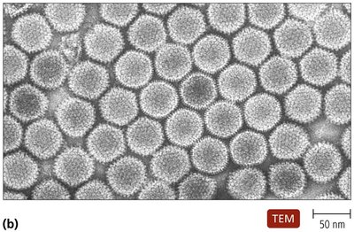 Polyhedral virus shape