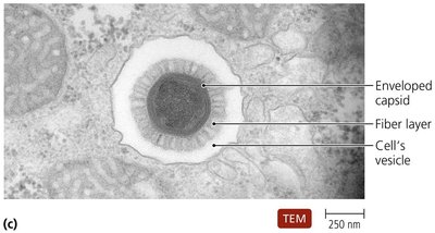 Enveloped virus with fiber layer