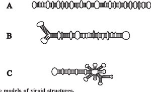 Models of viroid structures