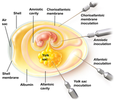 Embryonated egg inoculation sites for virus cultivation