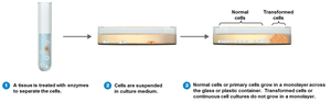 Cell culture process for virus cultivation