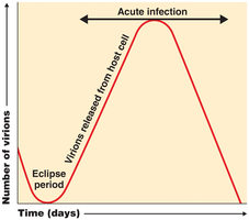 One-step growth curve of viral infection