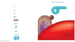 Relative sizes of viruses, bacteria, and cells