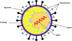 Diagram of an enveloped virus structure
