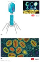 Complex virus structure (bacteriophage and poxvirus)