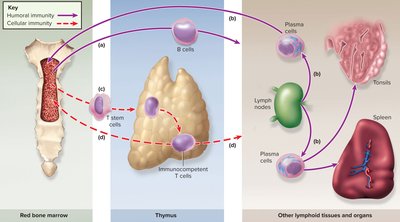 Life history and migration of B and T cells