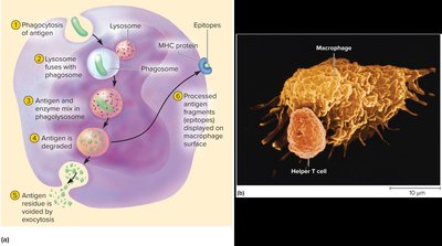 Antigen processing and presentation by APCs