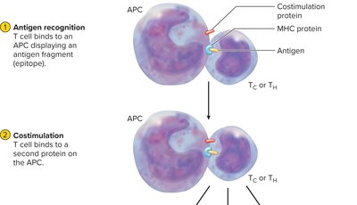 T cell activation: antigen recognition and costimulation