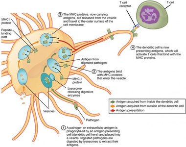 Antigen presentation by dendritic cell