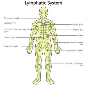 Diagram of the lymphatic system