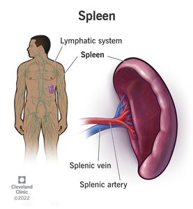 Spleen and its role in the lymphatic system