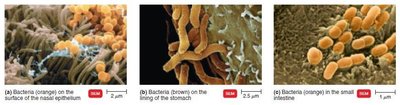 Bacteria on human tissues