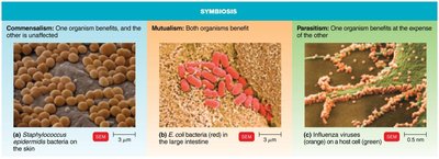 Examples of symbiosis: commensalism, mutualism, parasitism